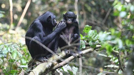 Bonobo-Mütter helfen nicht nur bei der Fellpflege, sondern auch bei der Paarung.