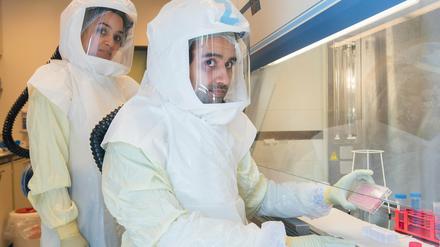 Wissenschaftler zeigen eine Multiwellplatte mit vom Coronavirus infizierten Zellkulturen in einem Labor der biologischen Sicherheitsstufe 3 (Hochsicherheitslabor) im Helmholtz-Zentrum für Infektionsforschung HZI. 