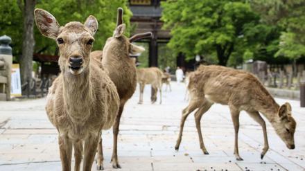 Sika-Hirsche stehen vor einem Tempel im japanischen Nara, wo seit der Pandemie weniger Touristen sind.