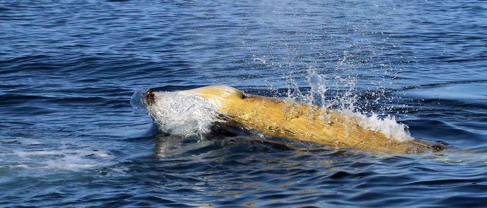 Rekordtaucher. Cuvier-Schnabelwale können bis zu drei Kilometer tief tauchen. 