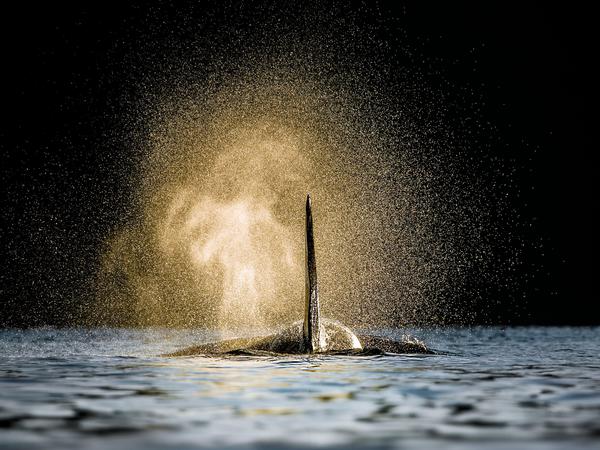 Schwertwal zeigt Schwert: Aufnahme vor der Küste des nördlichen Norwegen.