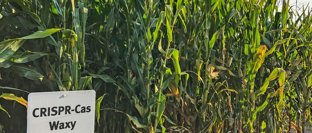 Mit der Gen-Schere "Crispr-Cas" lässt sich auch das Erbgut von Maispflanzen verändern. Wie Bürger über die Anwendung dieser "genchirurgischen" Werkzeuge denken, will das Bundesinstitut für Risikobewertung auf einer Verbraucherkonferenz diskutieren.