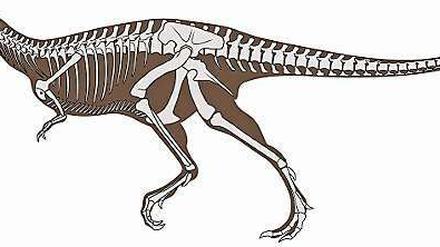 Eleganter Räuber: Rekonstruktion des langschnäuzigen Tyrannosauriers Alioramus altai aus der Wüste Gobi, 66 Millionen Jahre alt.