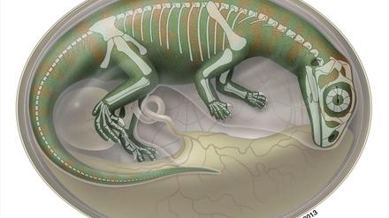 Einmaliger Fund. Die bisher ältesten fossilen Überreste von Dinosaurier-Embryos zeigen erstmals, wie die Tiere in Eiern heranwuchsen.