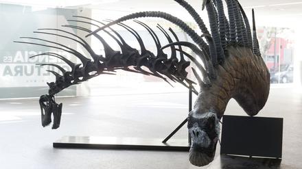 Den neu entdeckten Dino nannten die Forscher Bajadasaurus pronuspinax.