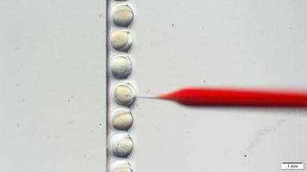 Die Mikroskopieaufnahme des Max-Delbrück-Centrum für Molekulare Medizin zeigt eine Mikroinjektion von Zebrafischembryonen. Hier wird mit dem CRISPR/Cas9-Verfahren gearbeitet. 