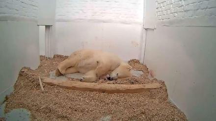 Anfang Januar starb das Junge der Eisbärin Tonja aus dem Berliner Tierpark Friedrichsfelde. Zuvor hatte es schon Eisbärnachwuchs Fritz nicht geschafft. 