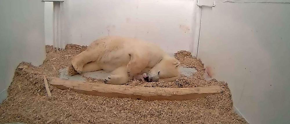 Anfang Januar starb das Junge der Eisbärin Tonja aus dem Berliner Tierpark Friedrichsfelde. Zuvor hatte es schon Eisbärnachwuchs Fritz nicht geschafft. 