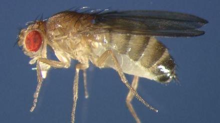 Süßschnabel. Ursprünglich fliegt die Fruchtfliege Drosophila melanogaster (hier ein Männchen, erkennbar am schwarzen Hinterleibsende) vor allem auf „Marula“. 