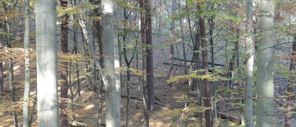 Der Bund deutscher Forstleute hat ihn zum „Waldgebiet des Jahres“ gekürt. Im Choriner Wald bewähren sich neue Ansätze bereits, das Ökosystem nachhaltig zu bewirtschaften.