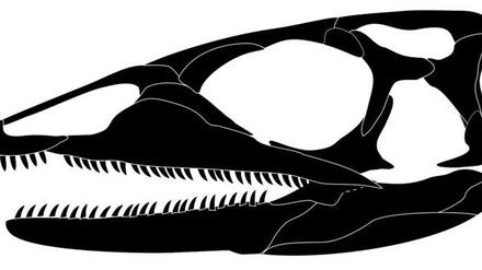 Die Computergrafik zeigt die zweidimensionale Rekonstruktion eines Schädels des eidechsenartigen Tiers, das vor 240 Millionen Jahren gelebt hat. 