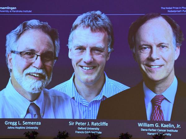 Ein dreigeteilter Nobelpreis für Physiologie oder Medizin in diesem Jahr: Die Amerikaner Gregg Semenza und William Kaelin und der Brite Sir Peter Ratcliffe.