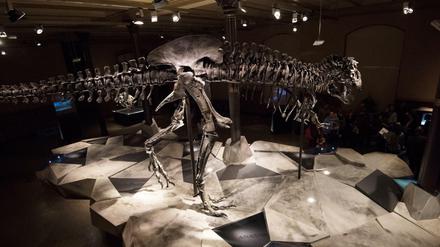 Tyrannosaurus rex "Tristan" im Naturkundemuseum in Berlin