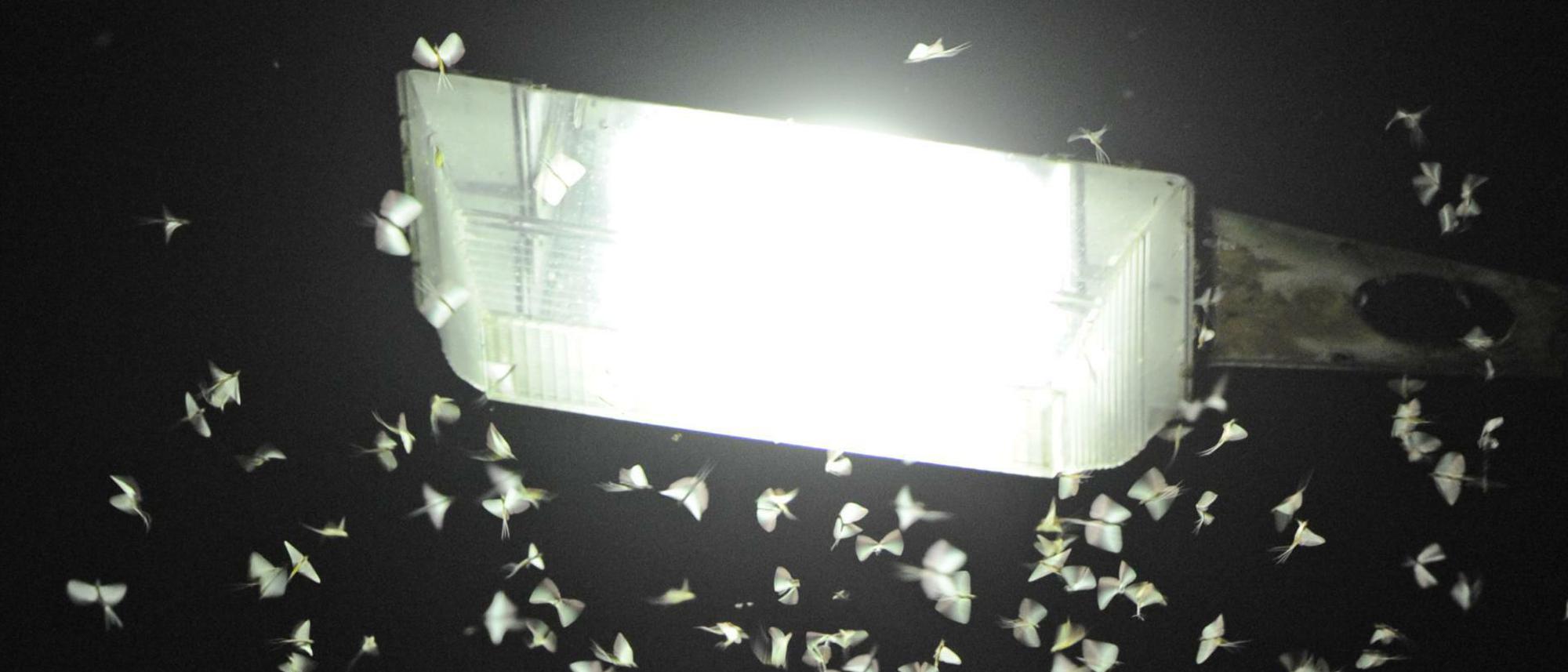 Straßenlaterne in der Nacht