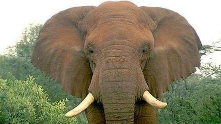 Begehrte Beute. Wegen ihrer Stoßzähne werden Elefanten illegal gejagt. Ihr Bestand nehme jährlich um zwei Prozent ab, berichten Wissenschaftler.