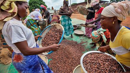 Handelsinitiativen wie TransFair versuchen die Produktionsbedingungen zu verbessern, vor allem über angemessene Preise für Produkte wie Kakao, hier aus Elfenbeinküste.