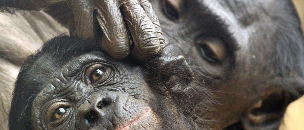 Dieser Bonobo kann offenbar noch gut sehen. Ältere Tiere vergrößern beim Lausen den Abstand, um kleine Insekten besser zu erkennen.