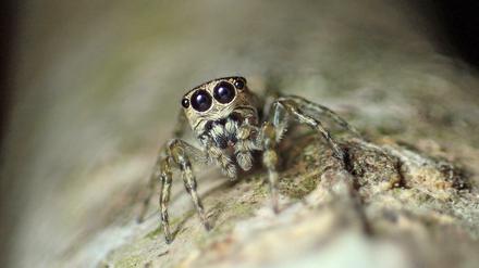 Die neu identifizierte Art Guriurius minuano aus Südamerika ist die 50.000. der Wissenschaft bekannte Spinnenspezies.
