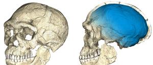 Basierend auf Computertomographie-Bildern von den am Djebel Irhoud gefundenen Knochenfragmenten, haben Forscher des Max-Planck-Instituts für Evolutionäre Anthropologie den Schädel, das moderne Züge tragende Gesicht und die noch archaisch kleine Hirnkapsel (blau) der 300000 Jahre alten Steinzeitmenschen rekonstruiert.