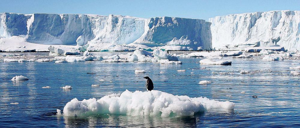 Ein Pinguin steht auf einer schmelzenden Eisscholle in der Antarktis.