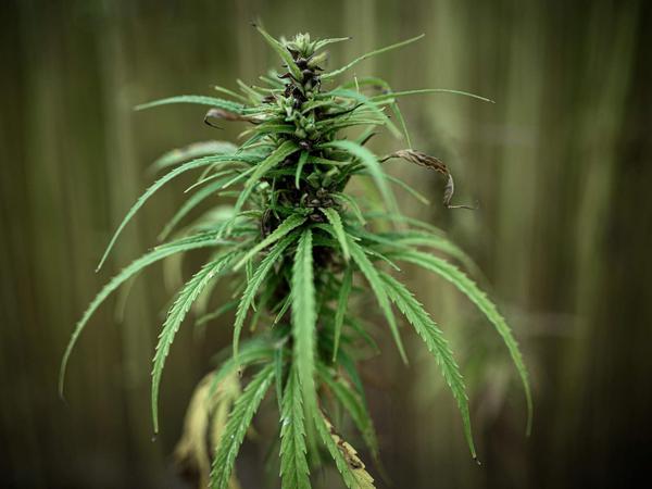 Aus der weiblichen Cannabispflanze lässt sich neben CBD auch das bewusstseinsverändernde THC gewinnen.