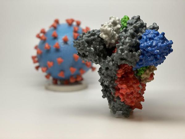 Modelle: Die Hülle von Sars-CoV-2 ist mit Stacheln bedeckt, mit denen das Virus an menschliche Zellen andockt. Das Spike- oder Stachelprotein (Vordergrund) dient als Angriffsstelle für Antikörper.