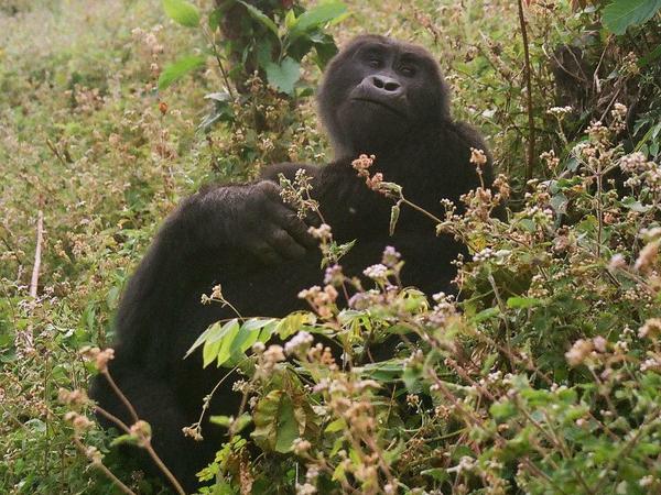 Berggorillas sind auf relativ kleine Verbreitungsgebiete in den Virunga-Bergen und in Uganda (hier im Nationalpark Bwindi Impenetrable Forest) beschränkt und durch Wilderei und Lebensraumverlust bedroht.