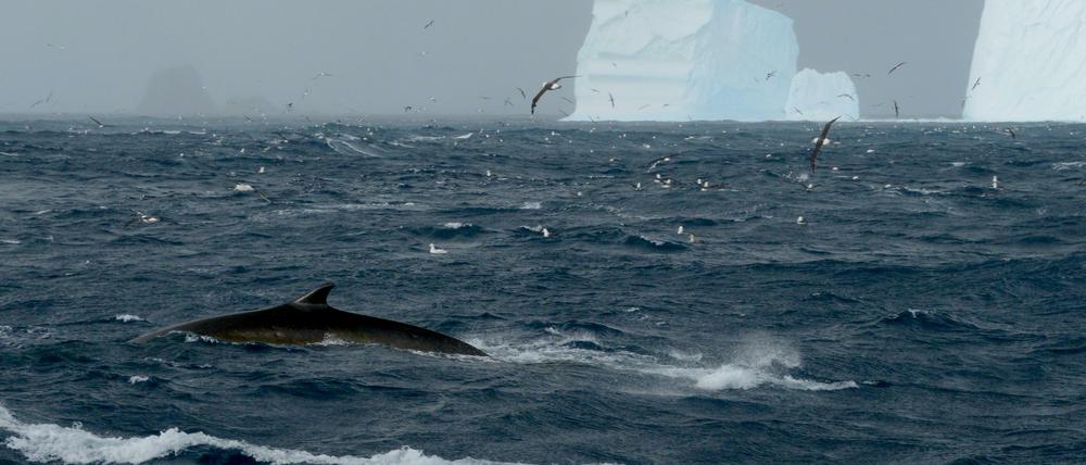 Ungemütlich aber nahrungsreich: Finnwale fressen sich in der Antarktis Speck für ihre lange Wanderung zurück in wärmere Gefilde an.