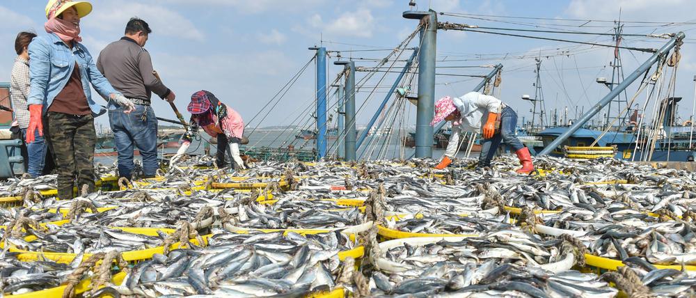 Fischerei ist eine Nutzungsform, die weltweit nicht nachhaltig betrieben wird.