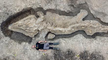So groß ist der Ichthyosaurus im Vergleich zu einem Menschen.