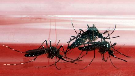 Heimtückisch. Aedes aegypti lauert in und um menschliche Behausungen und sticht auch am Tag.