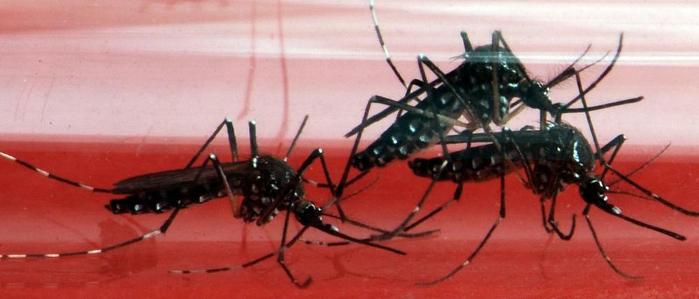Heimtückisch. Aedes aegypti lauert in und um menschliche Behausungen und sticht auch am Tag.