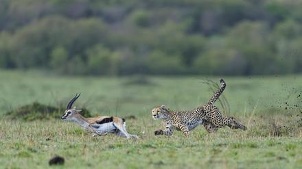 Gepard gegen Gazelle: In der Evolution hat dieser Wettstreit zwischen Räuber und Beute zu immer höheren Geschwindigkeiten geführt, die die Tiere erreichen können.