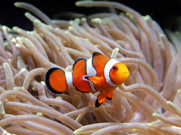 Auch Clownfische sind in Korallenriffen des Indopazifik anzutreffen.