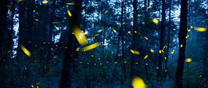 Glühwürmchen sind Käfer, die in der Paarungszeit Leuchtsignale senden.