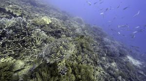 Eine Meeresschildkröte schwimmt über Korallen am Moore Reef im Gunggandji Sea Country vor der Küste von Queensland im Osten Australiens.
