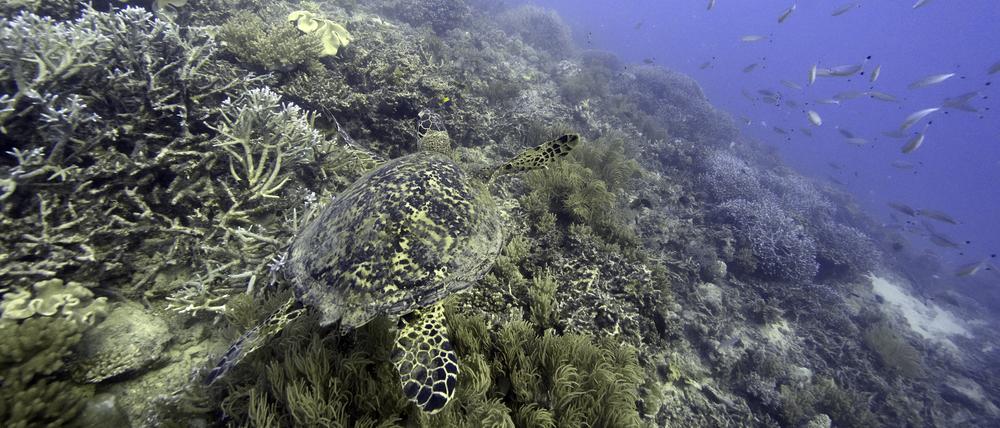 Eine Meeresschildkröte schwimmt über Korallen am Moore Reef im Gunggandji Sea Country vor der Küste von Queensland im Osten Australiens.