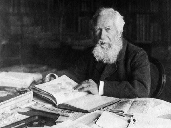 Ernst Haeckel, 1919 an seinem Schreibtisch in Jena.