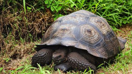 Galápagos-Riesenschildkröten können 150 bis 200 Jahre alt und über 300 Kilogramm schwer werden. 