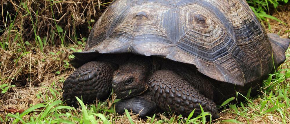 Galápagos-Riesenschildkröten können 150 bis 200 Jahre alt und über 300 Kilogramm schwer werden. 