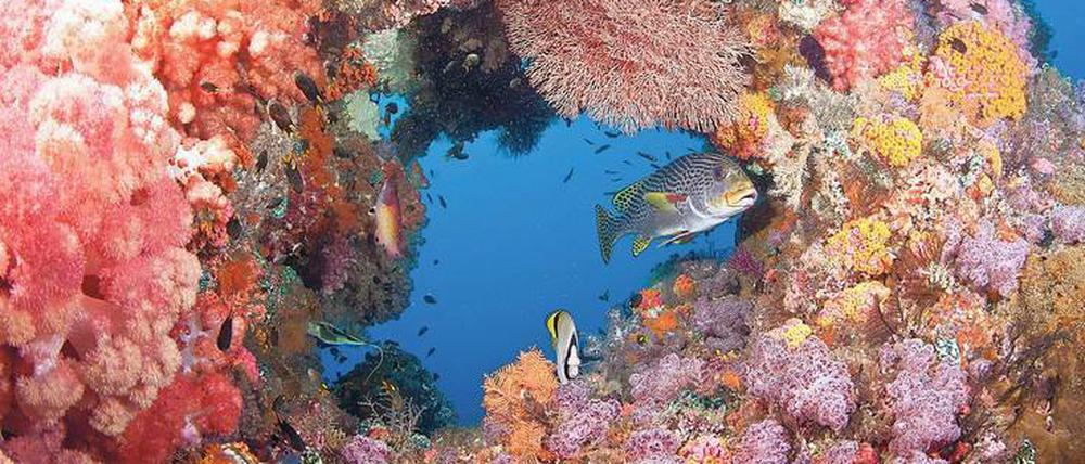 Einzigartiger Lebensraum: Intakte Korallenriffe wie hier bei Raja Ampat vor der Küste Indonesiens sind auch Kinderstuben und Fressgründe für viele Fischarten.