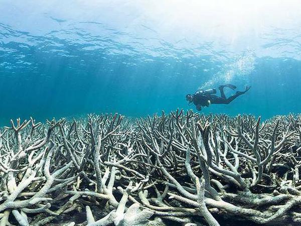 Mahnmal der Zerstörung: An vielen Stellen wie hier vor Heron Island am Great Barrier Reef sind große Korallenriffflächen abgestorben. Aus einer ehemals quirligen Lebensgemeinschaft ist ein Friedhof von farblosen Korallenresten geworden.