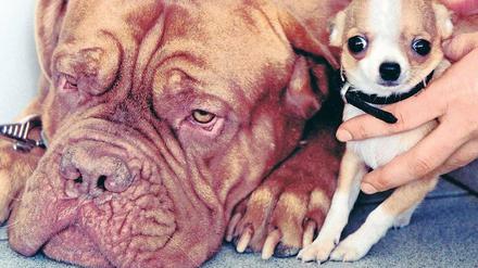 Große Hunde wie Bordeaux-Doggen leiden vermehrt an Gelenkproblemen; die Kurzköpfigkeit der Chihuahuas kann zu Atemwegsproblemen führen.