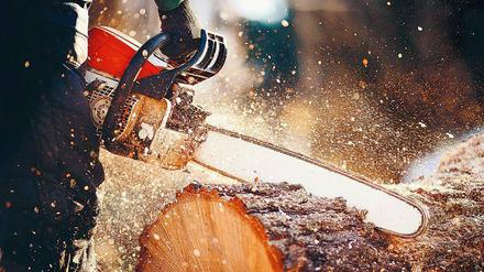 Mehr als Holzabfall: Sägespäne könnten wertvolle Rohstoffe für die Industrie liefern.