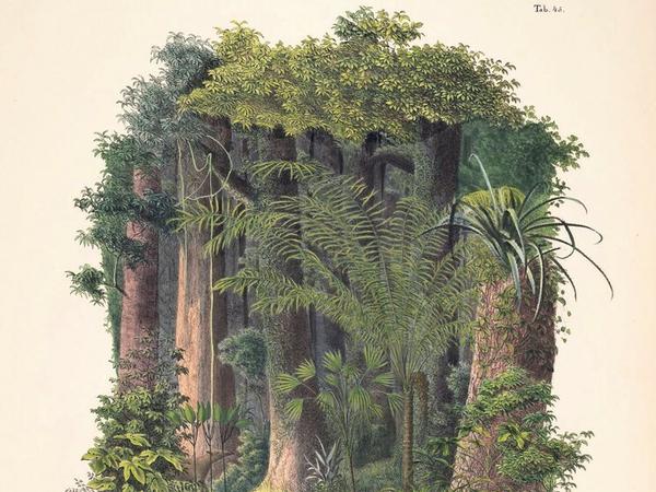 Die Abbildung der Jupati-Palme stammt aus Carl Friedrich Philipp von Martius’ Band „Historia Naturalis Palmarum“(1823–1853); das Buch liegt im Botanischen Museum Berlin