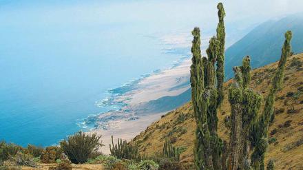 An der Steilküste des Nationalparks Pan de Azúcar in Chile trifft der größte Ozean der Erde, der Pazifik, mit der trockensten Wüste der Erde, der Atacama, zusammen. Der kühle pazifische Humboldt-Strom verursacht die Trockenheit der angrenzenden Wüste.