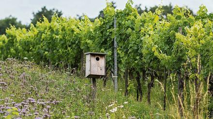 Ökologischer Weinanbau im Schweizer Kanton Thurgau.