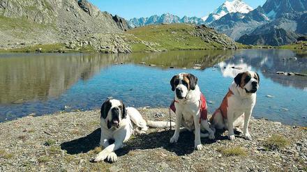 Die drei vom Gipfel. Zoltan, Xhandi und Gil (von links) gehen im Sommer täglich mit Touristen spazieren. Für Fotos posieren sie immer gern.