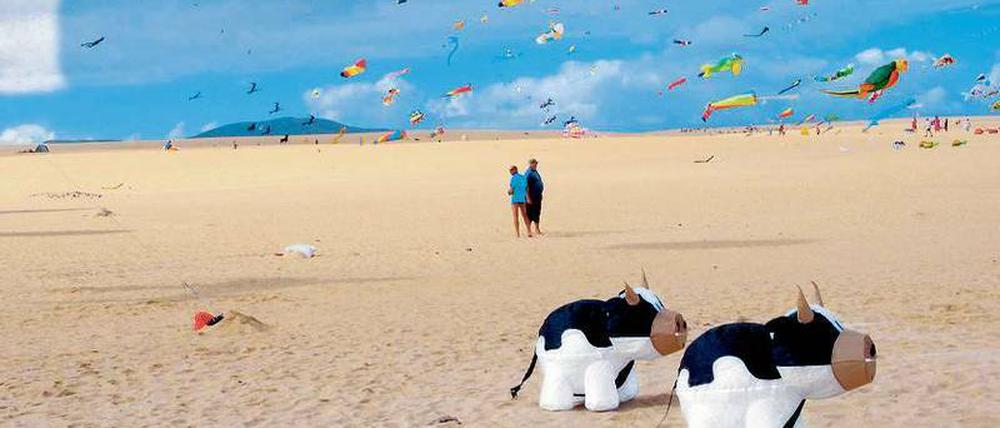 Enrfesselt an der Leine. Hunderte Flugdrachen schweben über dem Strand von Corralejo. Allein die Schwarzbunten hier vorn warten wohl noch auf ihre Starterlaubnis.