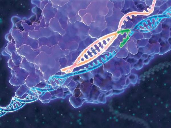 Die Gen-Schere CRISPR/Cas9 (lila) ist ein Enzym, das Erbgut (blaue Doppelhelix) an einer bestimmten Stelle schneiden kann, abhängig von der Lotsen-RNA (orange), dessen Bausteinabfolge genau zu dem Abschnitt der DNA passt (ebenfalls orange), in dem geschnitten werden soll. 